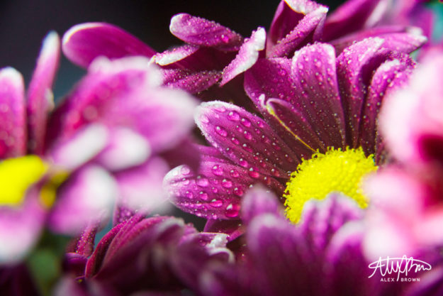 Alex-Brown-Depth-Field-Macro-Flower