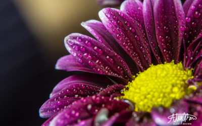 The Magical Macro Photography