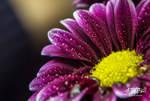 Alex-Brown-Depth-Field-Macro-Flower