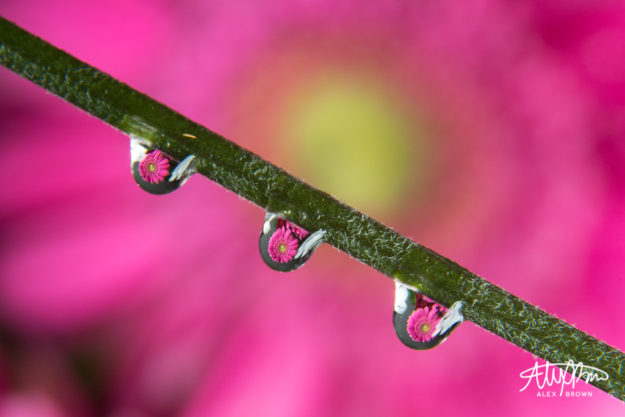 Alex-Brown-Fisheye-Lens-Macro-Flower-Magnifying