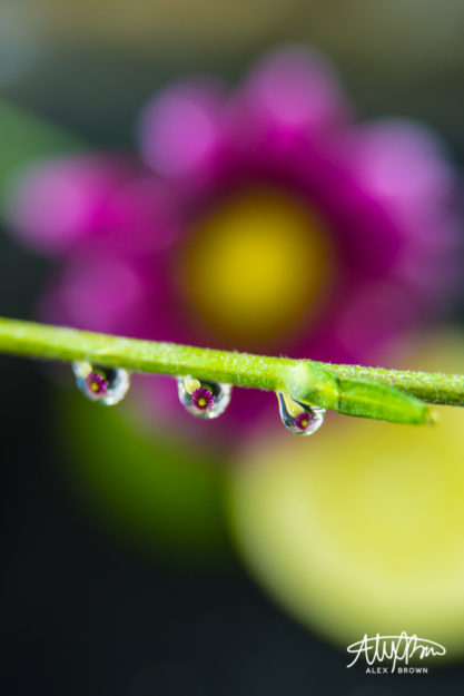 Alex-Brown-Flower-Lime-Macro-Photography-Fisheye-Lens