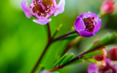 Macro Flower Photography