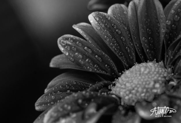 Alex-Brown-Depth-Field-Macro-Flower-Black-and-White