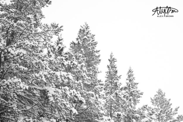 alex brown, alex brown creative, alex brown photography, background, black and white winter, fine art, fine art print, grand teton national park, photography, pine trees, rexburg photographer, simple winter, simple winter background, simple winter photography, simplistic winter, snow trees, snowy, teton national park, tetons, trees, Winter, winter background, winter fine art, winter scene, winterscape, wyoming