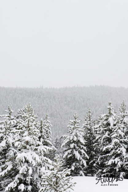 Alex-Brown-Simple-Winter-Photography-Snow-Covered-Trees