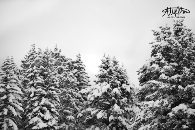 Alex-Brown-Simple-Winter-Photography-Snow-Covered-Trees