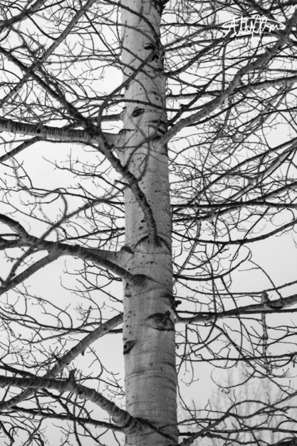 Alex-Brown-Trees-Photography-Print